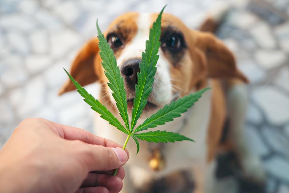 Can dog smell cannabis through mylar bag ?