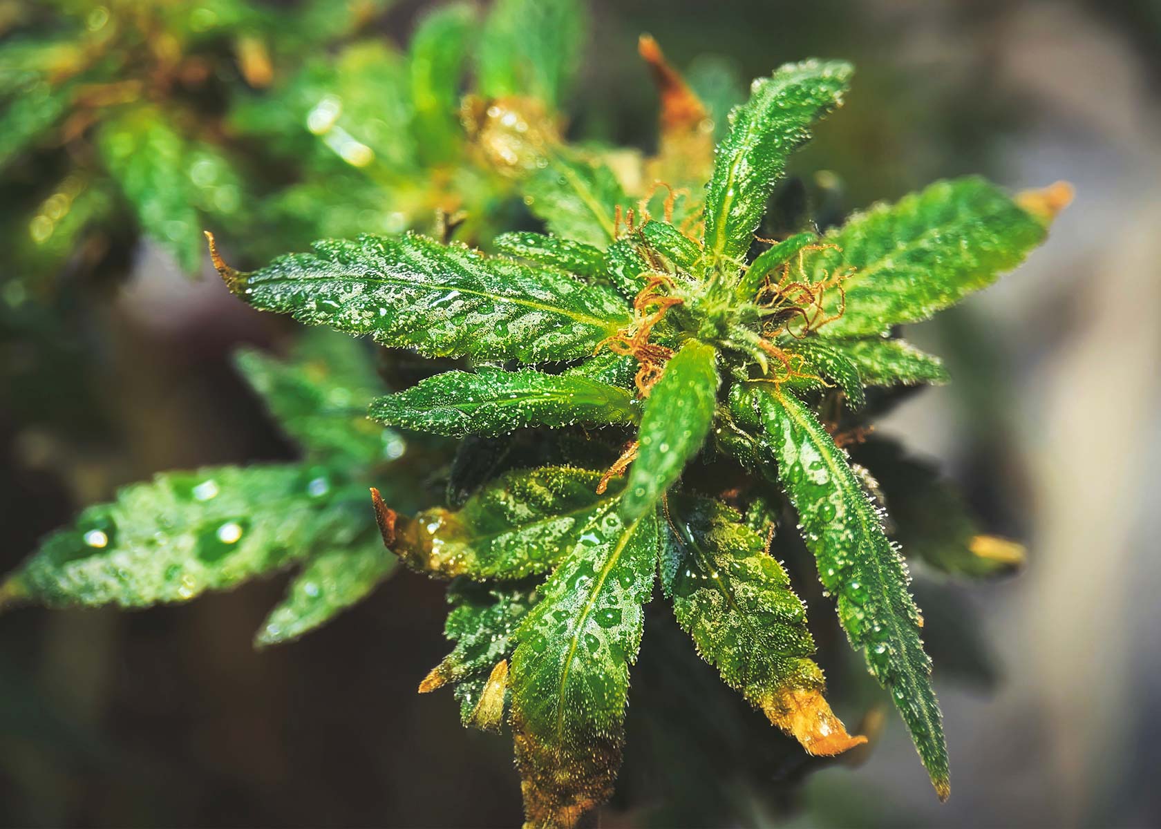 How Does Humidity Affect Cannabis?